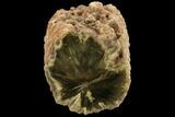Triassic Woodworthia Petrified Limb - Zimbabwe #125928-2